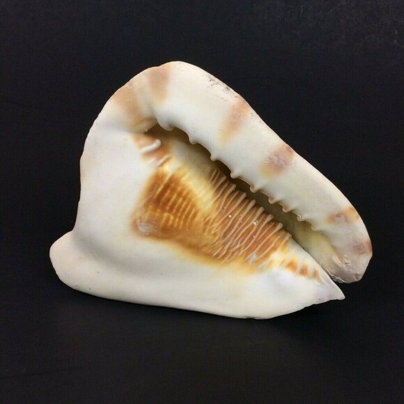 Queen Helmet Conch Shell 6x5x4 White Brown Nautical Tropical Decor Crafts - Picture 2 of 6